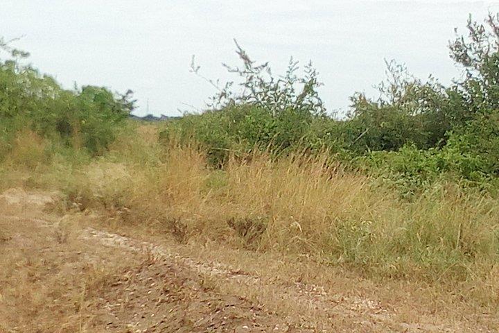 Amazing Primate Safaris