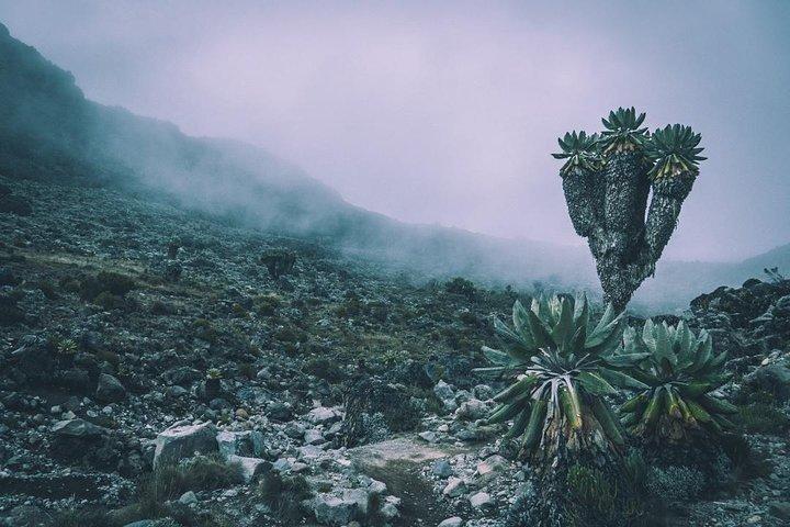 7 dagar Mount Kilimanjaro Machame Route