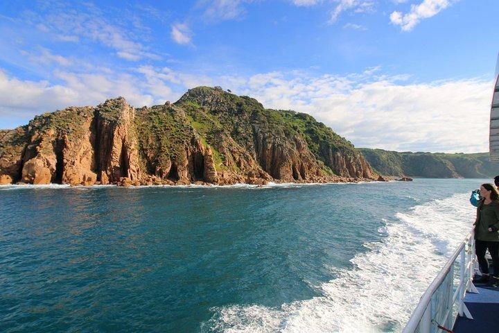 Crucero de delfines y ballenas