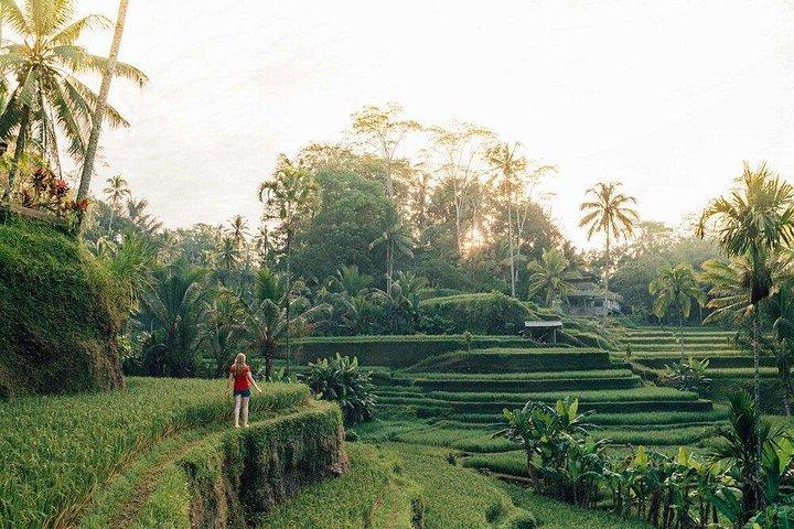 Ubud Swing, ris terrasse og vandfald højdepunkter tur