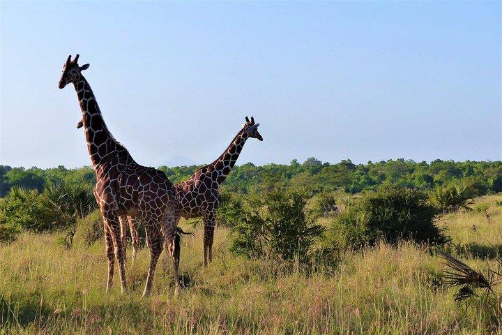 5 dagen Selous & Mikumi National Park vanuit Dar es Salaam / Zanzibar