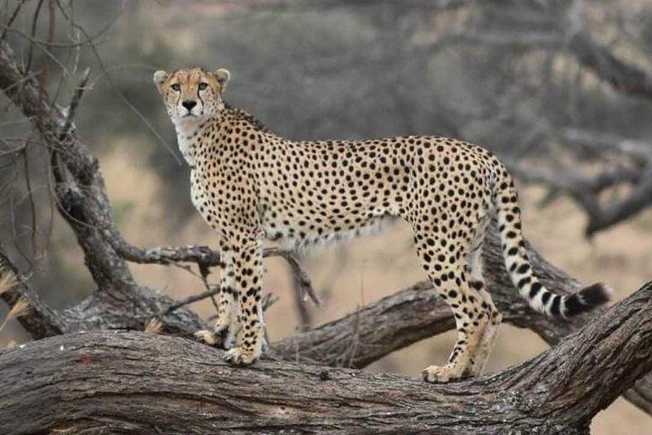 Ngorongoro, Manyara, Tarangire