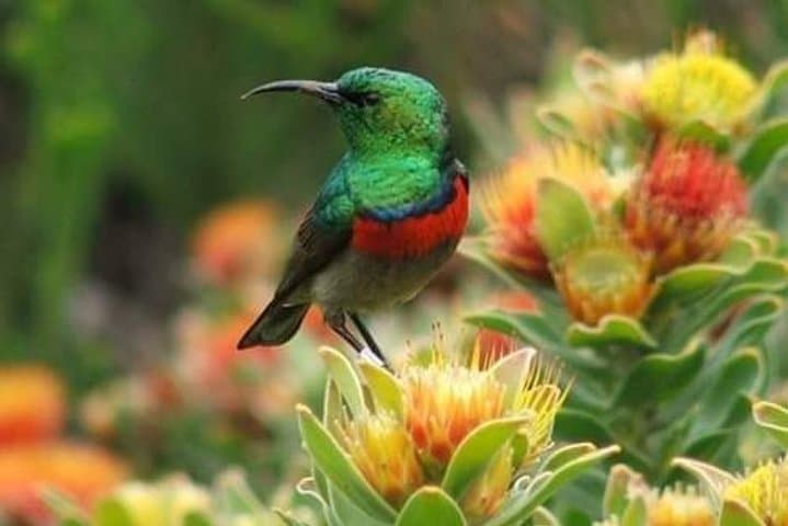 Kirstenbosch Gardens