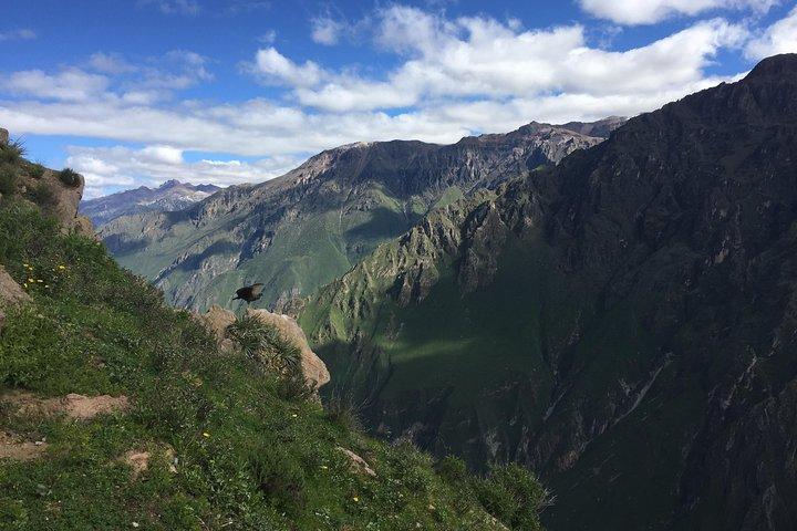 Heldagstur / Colca Canyon