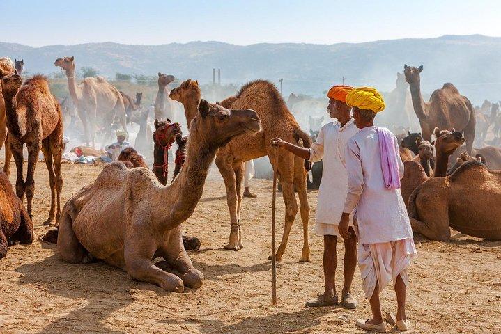 Privater Tagesausflug nach Ajmer und Pushkar von Jaipur