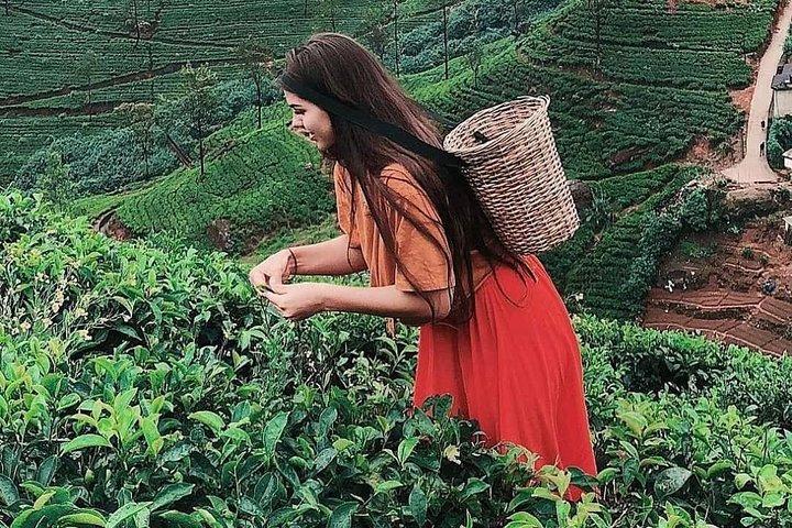Excursion d'une journée de Kandy à Nuwara Eliya