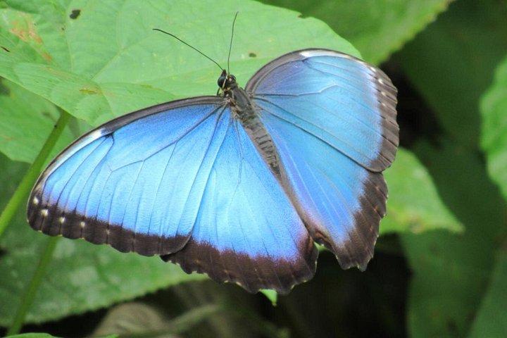 Beautiful Panama City BioTour