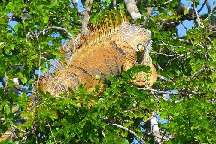 Lamanai Maya Ruine & New River Wildlife-Abenteuer von Belize City