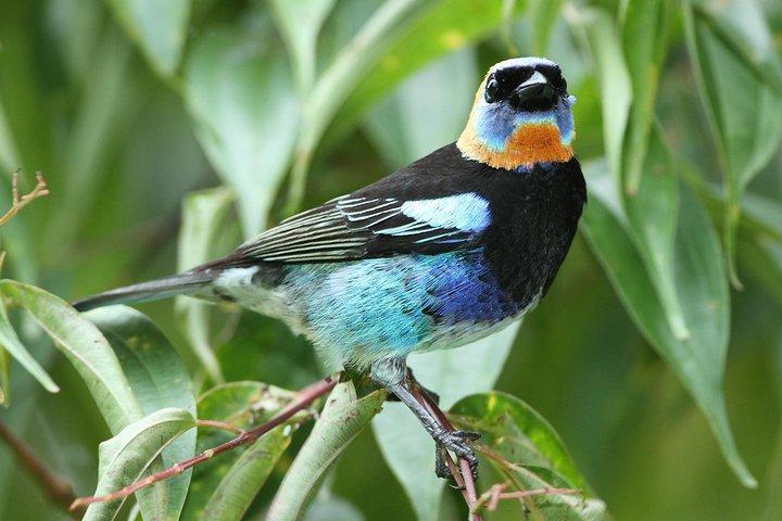 Birding Metropolitan Natural Park