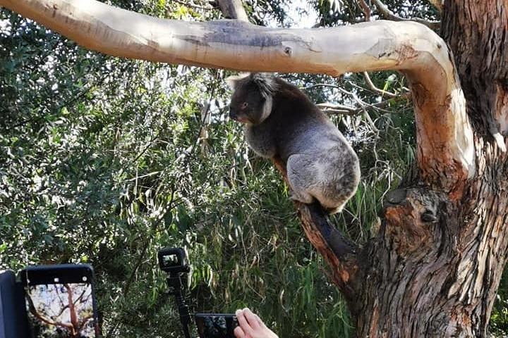 Great Ocean Road Medium Size Group Tour