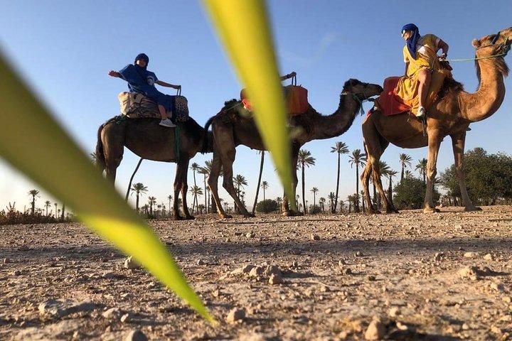 Sunset Camel Ride nei palmeti di Marrakech
