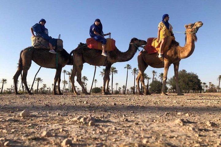 Sunset Camel Ride in den Palmenhainen von Marrakesch