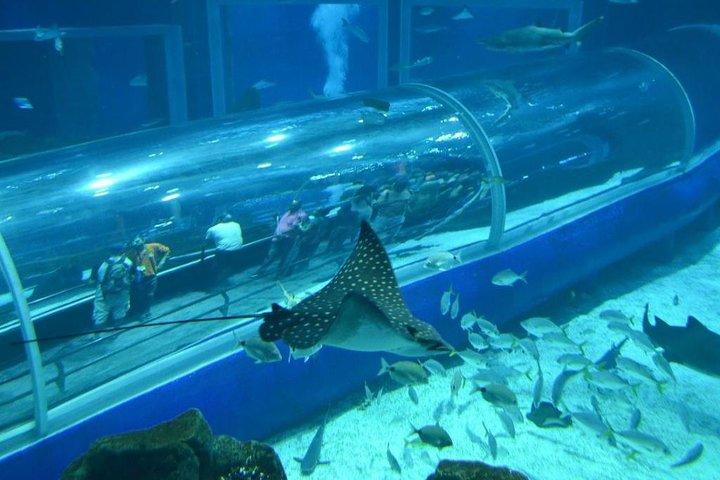 Aquario Tour - Rio de Janeiro