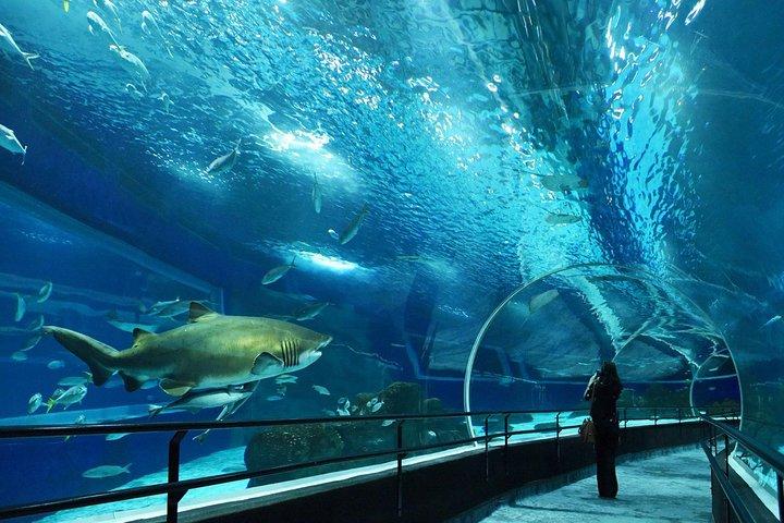 Aquario Tour - Rio de Janeiro