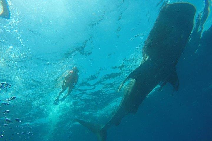 Private and Shared Whale Shark Tour from Tulum