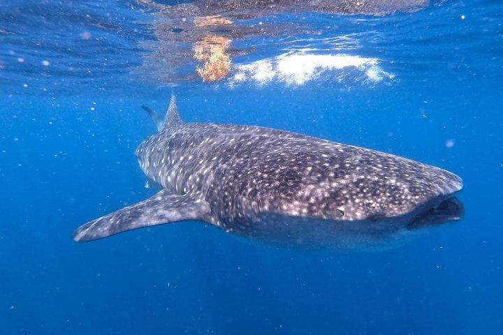 Private and Shared Whale Shark Tour from Tulum