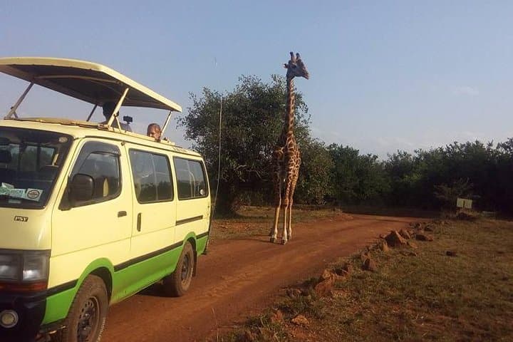 Nakuru National Park & Lake Naivasha Day Tour