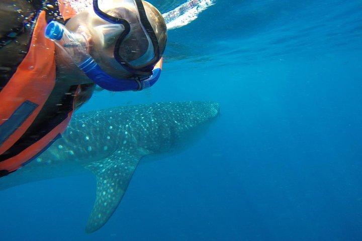 Tour dello squalo balena da Cancun e Playa del Carmen