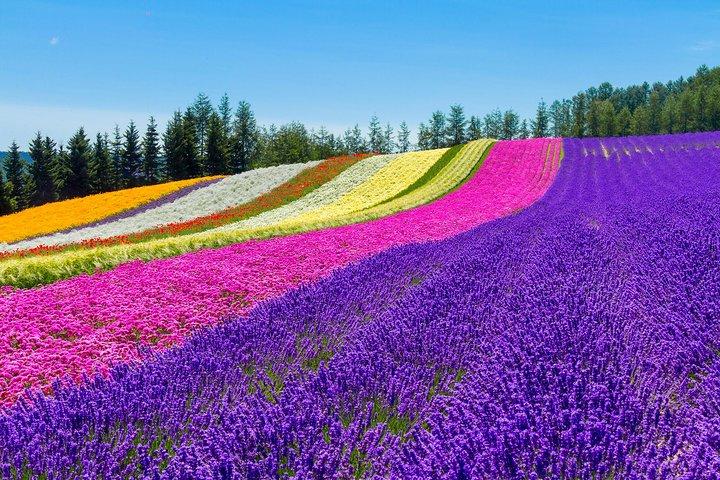 Furano & Biei tilpasset privat dagstur (op til 3 Pax/11 timer)