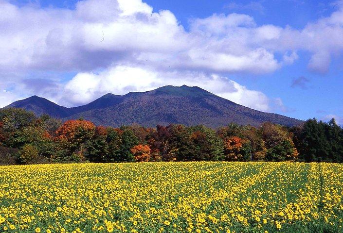 富良野・美瑛カスタマイズ貸切日帰りツアー（最大15パック/11時間）