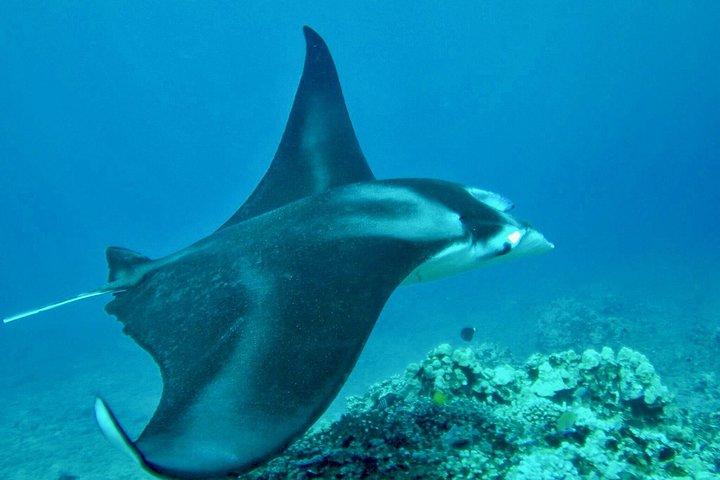 カアナパリビーチ発ウエストマウイ午後シュノーケル