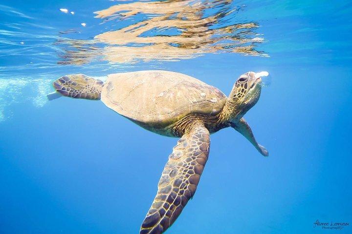 カアナパリビーチ発ウエストマウイ午後シュノーケル