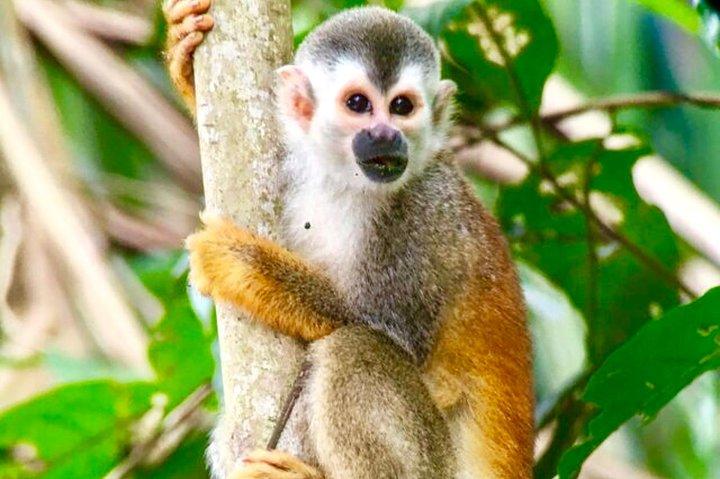 マヌエル アントニオ国立公園野生動物ツアー