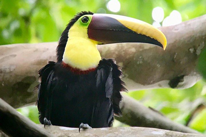 Visite de la faune du parc national Manuel Antonio