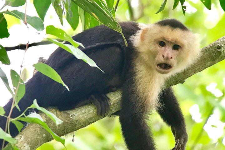 マヌエル アントニオ国立公園野生動物ツアー