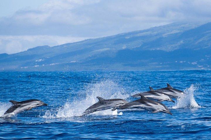 Billeder af Azorerne - Ponta Delgada