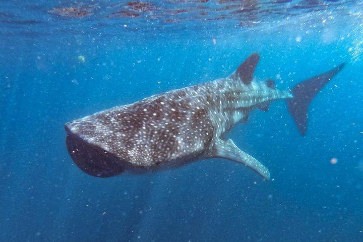 Whale Shark Swim Adventure SMALL GROUP from Cancun