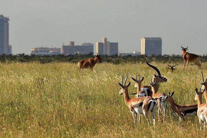 Halv dag Nairobi nationalpark