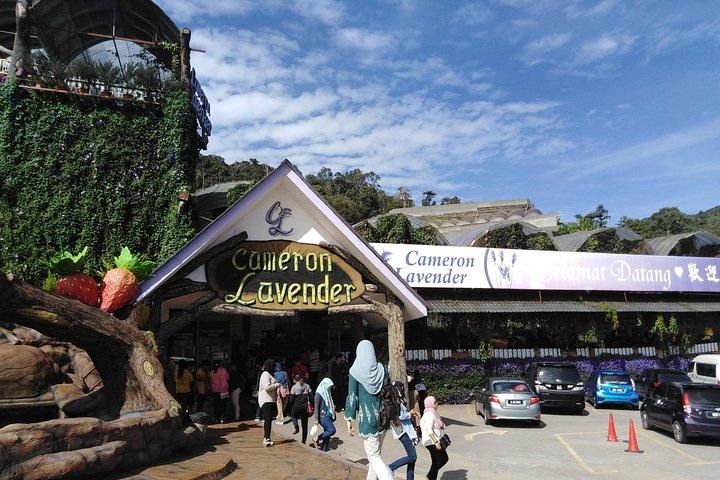 プライベート：キャメロンハイランド2日1泊旅行