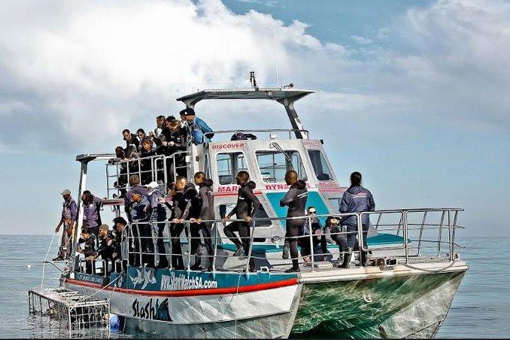 Shark Diving Full Day Guided Return Transfer to Gansbaai from Cape Town