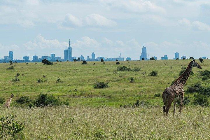 Halv dag Nairobi nationalpark