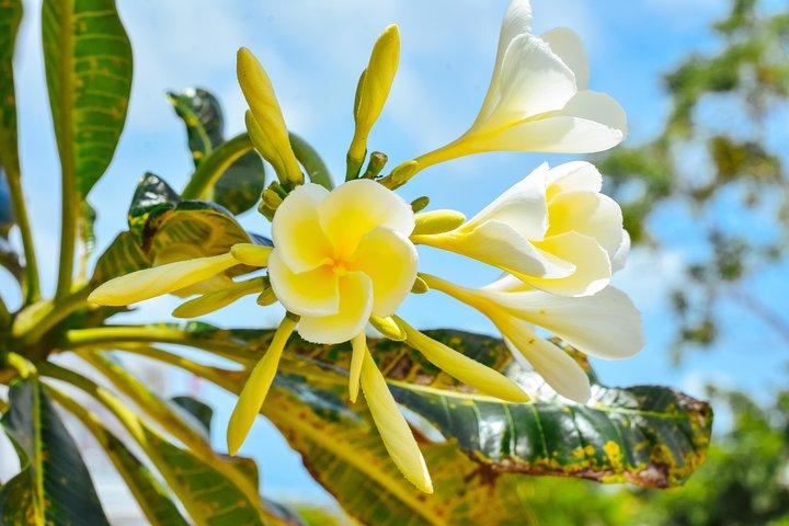 Visite privée de la ville de Phuket avec un guide agréé