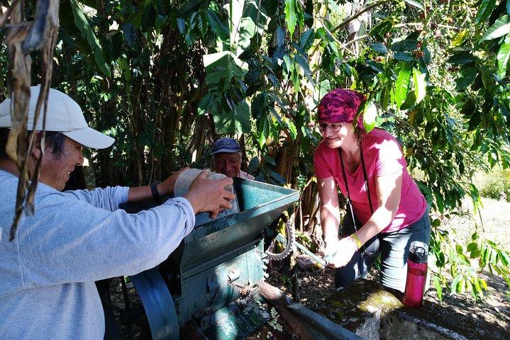 Coffee Farm Experience: 1-Day Coffee Tour from Cusco