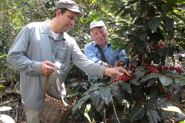 Coffee Farm Experience: 1-Day Coffee Tour from Cusco