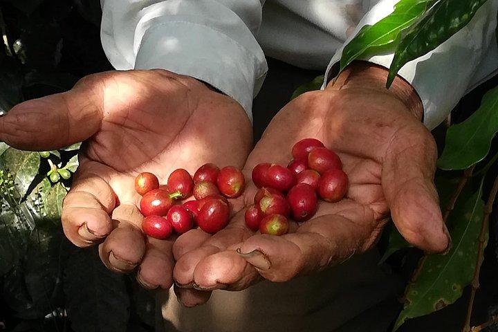 Coffee Farm Experience: 1-Day Coffee Tour from Cusco