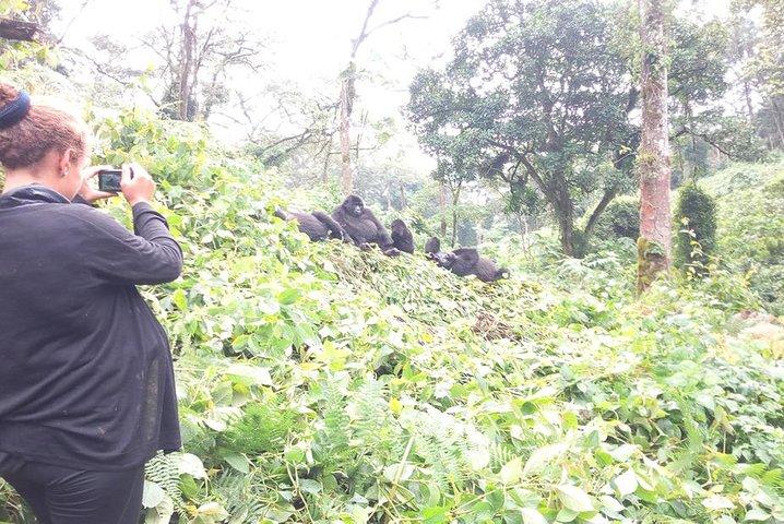 Rwanda Gorillas Adventure 5 dage / 4 nætter (Komfort)