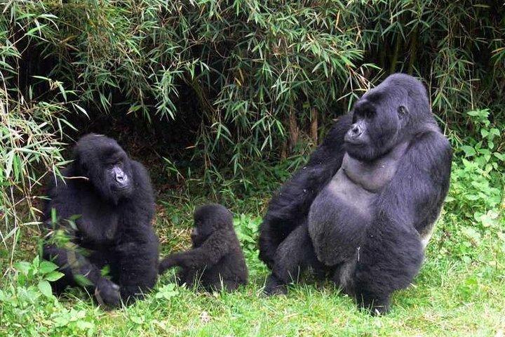Rwanda Gorillas Adventure 5Días/4Noches (Comodidad)
