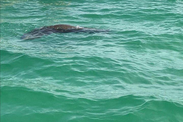 Egmont Key Snorkeling Dolphin Tour