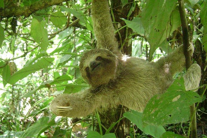 AVVENTURA SLOTH PARK La Fortuna