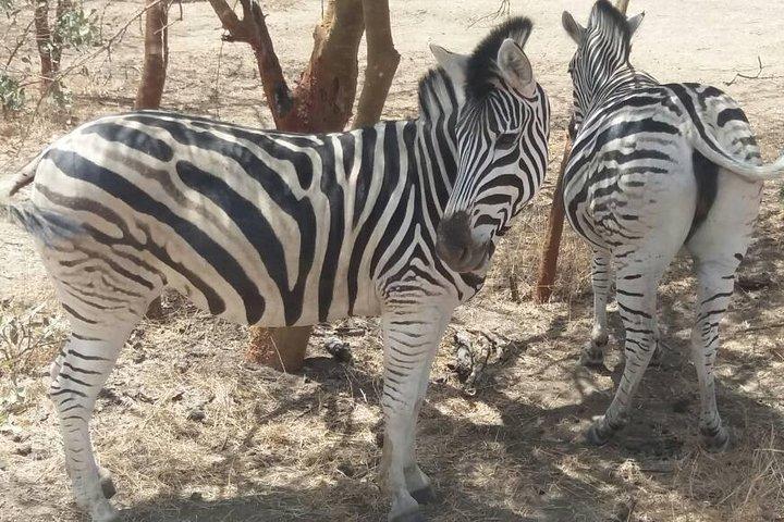 センサファリヨセネガルのプライベートドライバーツガイド-バンディア保護区