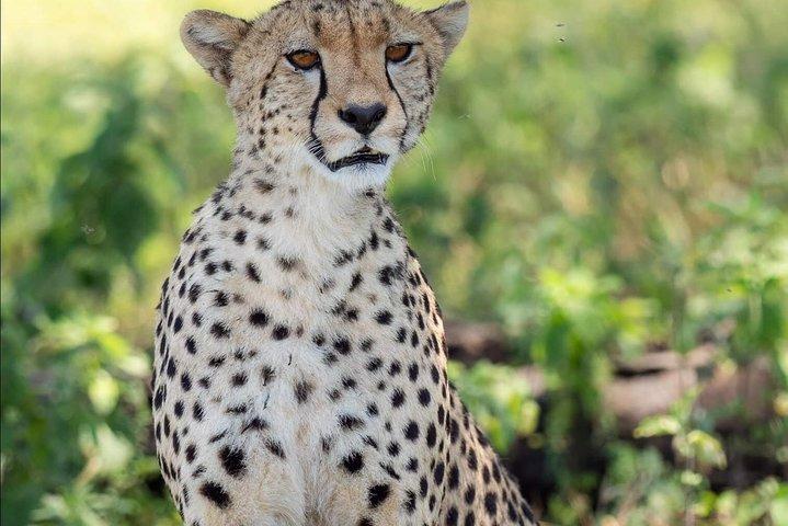 Safari de 2 días en camping económico en Tanzania
