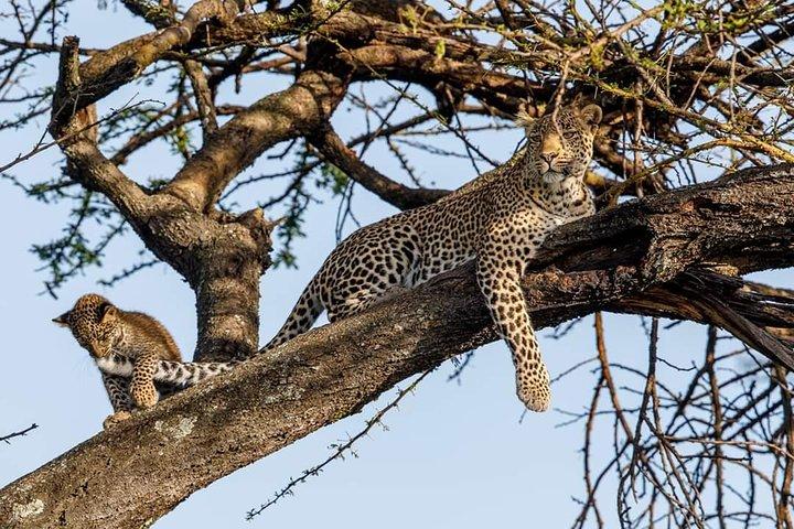 7 dagars fantastisk budgetsafaritur i Tanzania