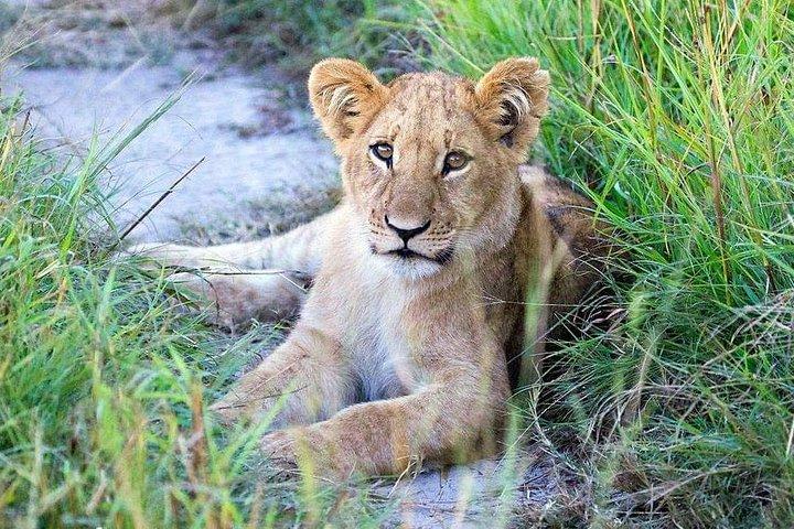 8 dagars fantastiskt djurliv i Tanzania