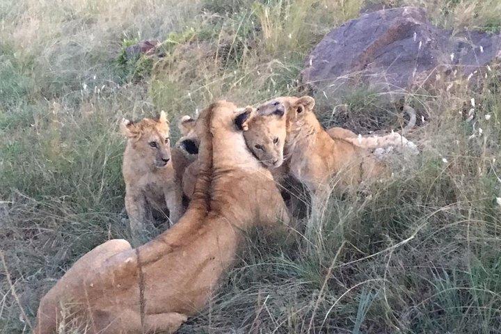 5 dias em Masai Mara, Lago Nakuru, Safari Na Mágico de Vida Selvagem do Lago Naivasha, no Quênia