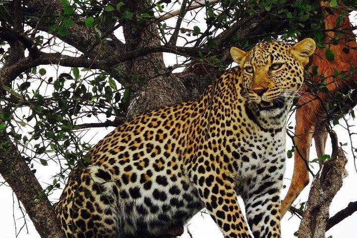 5 dias em Masai Mara, Lago Nakuru, Safari Na Mágico de Vida Selvagem do Lago Naivasha, no Quênia