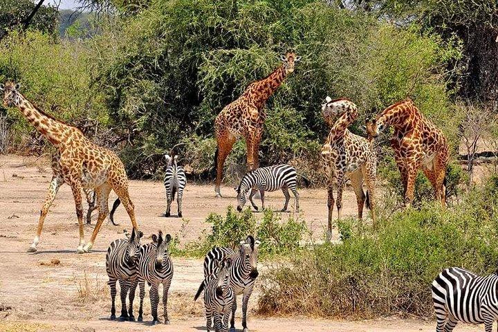 4日間グループサファリセレンゲティ、ンゴロンゴロとタランギーレ国立公園に参加
